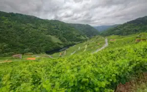 Paisaje de viñedos en Chantada