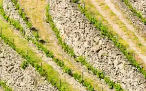 Viñedos en las Laderas de Galicia