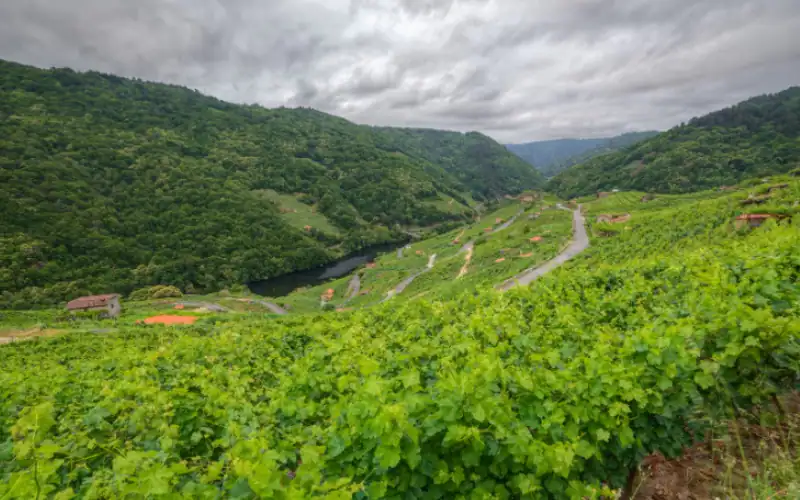 Paisaje de viñedos en Chantada